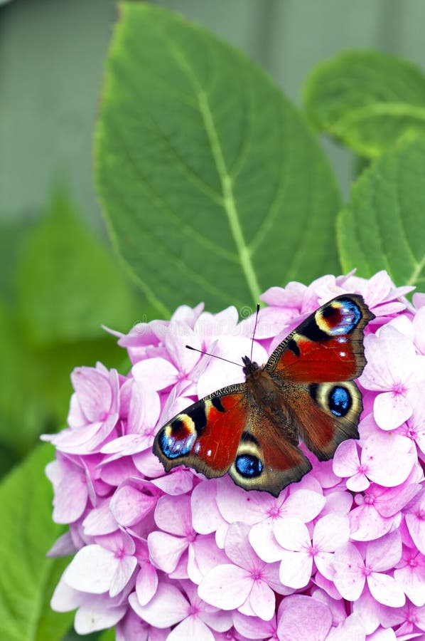 Red butterfly on pink flower