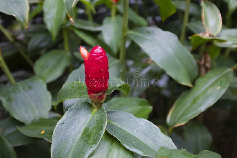 Red Button Ginger plant flower royalty free stock images