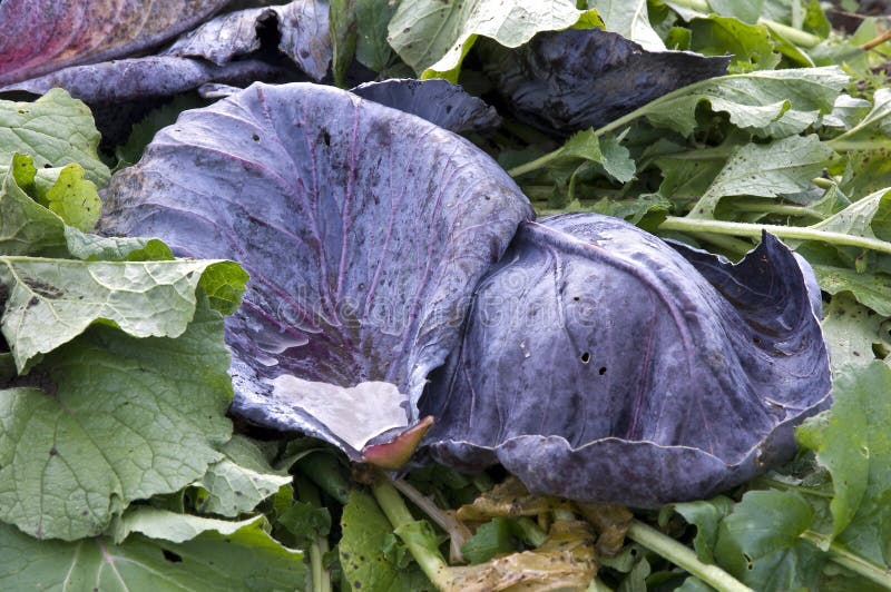 Red Cabbage Leaves stock image. Image of rotten, vegetable 17458955