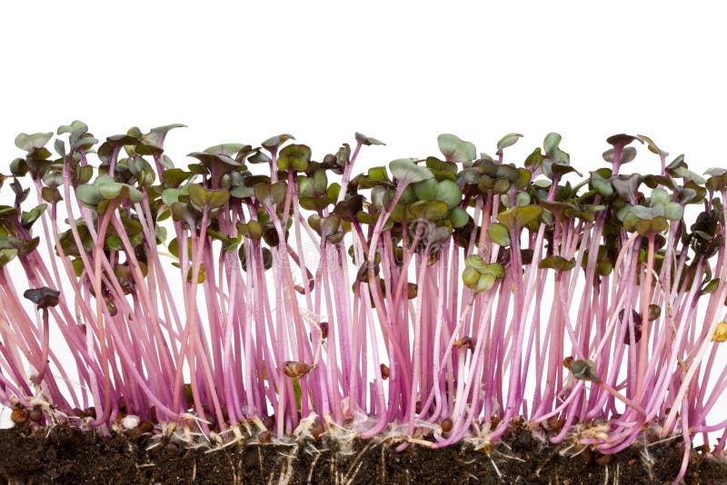 Red cabbage sprouts