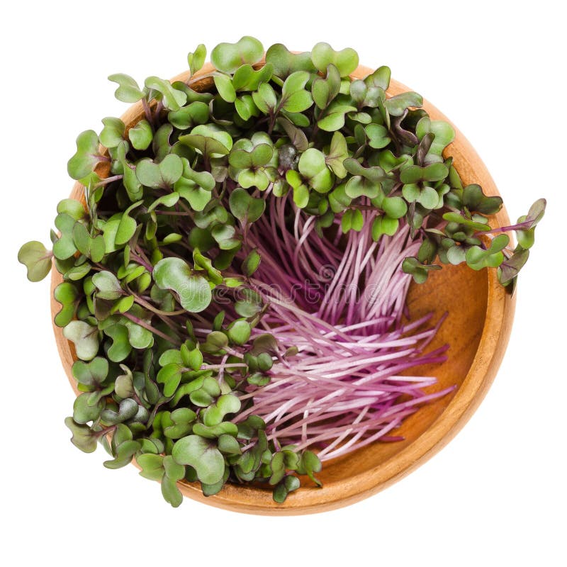 Red cabbage sprouts in wooden bowl over white