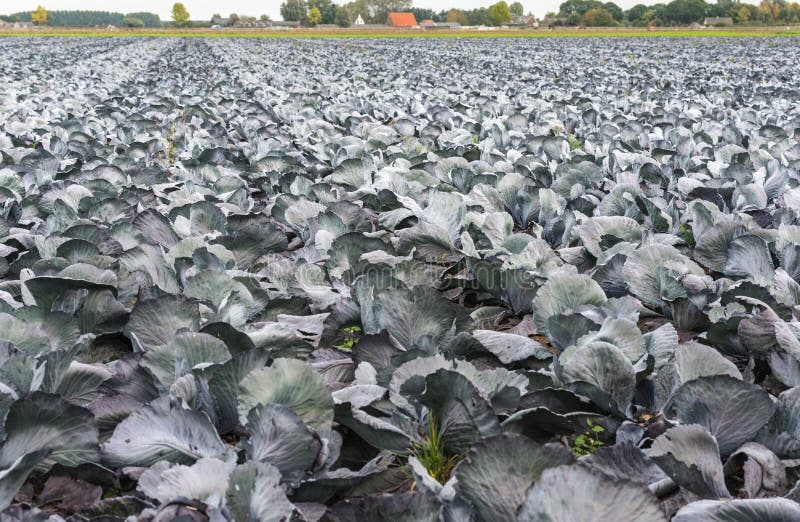 Red cabbages growing in the field