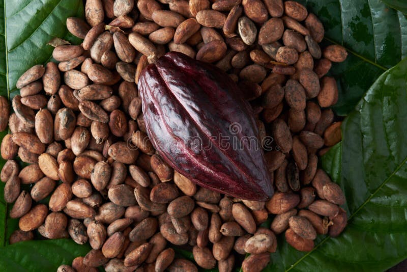 Dry Cacao Seeds With Open Fruit Stock Photo Image of roasted, seed