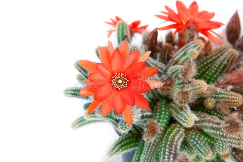 Red cactus flower