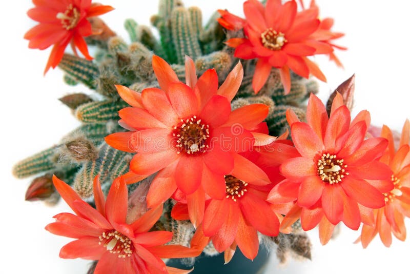 Red cactus flower over white