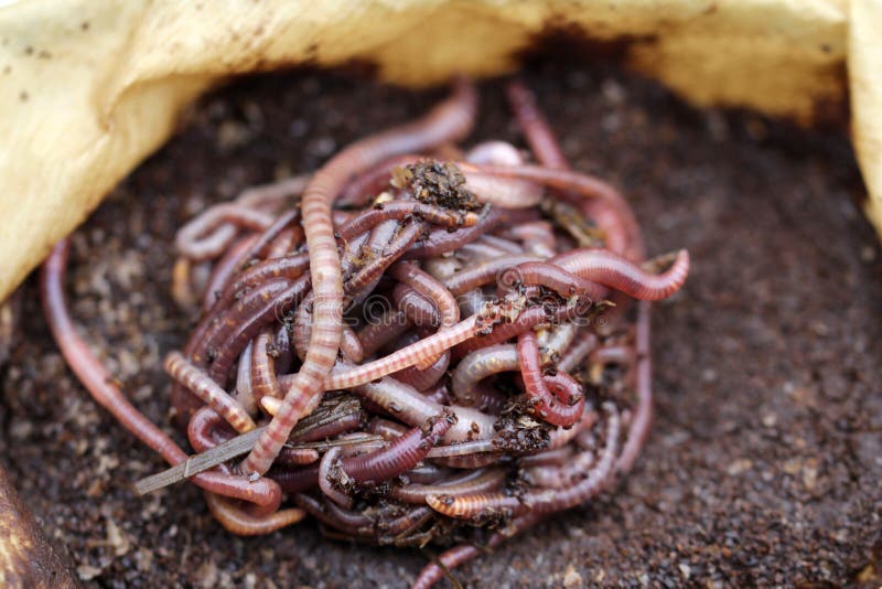 Red Californian Compost Worms in Coffee Stock Photo Image of earth