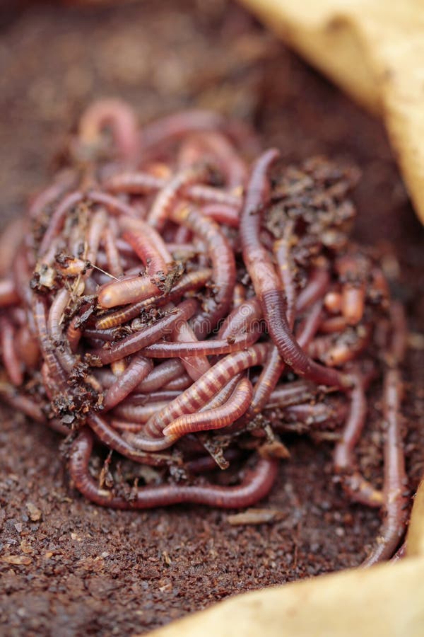 download red wigglers for composting download red wigglers for composting