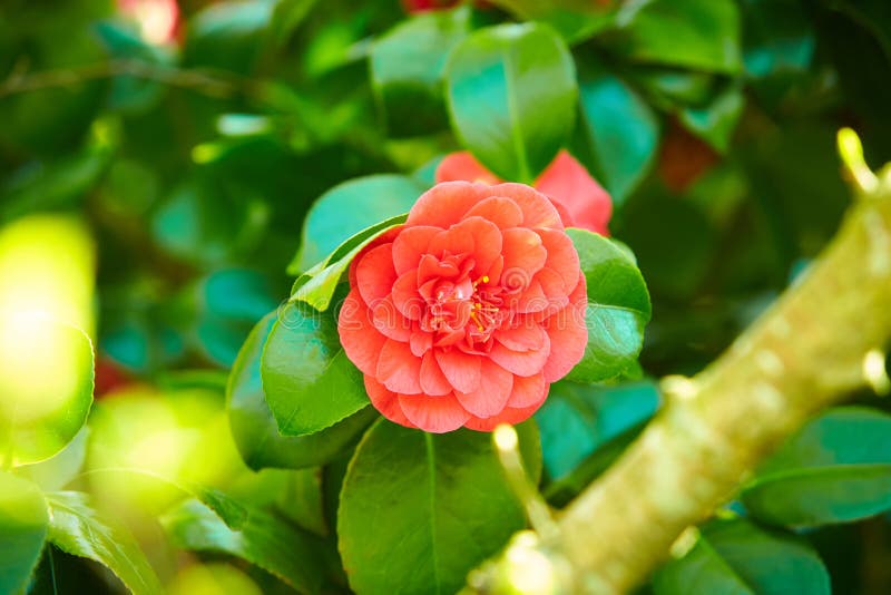 images Japonica Bush Photos dreamstime com