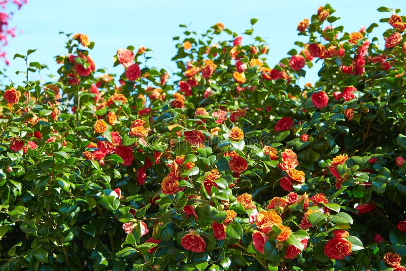 pic Japonica Bush Photos dreamstime com
