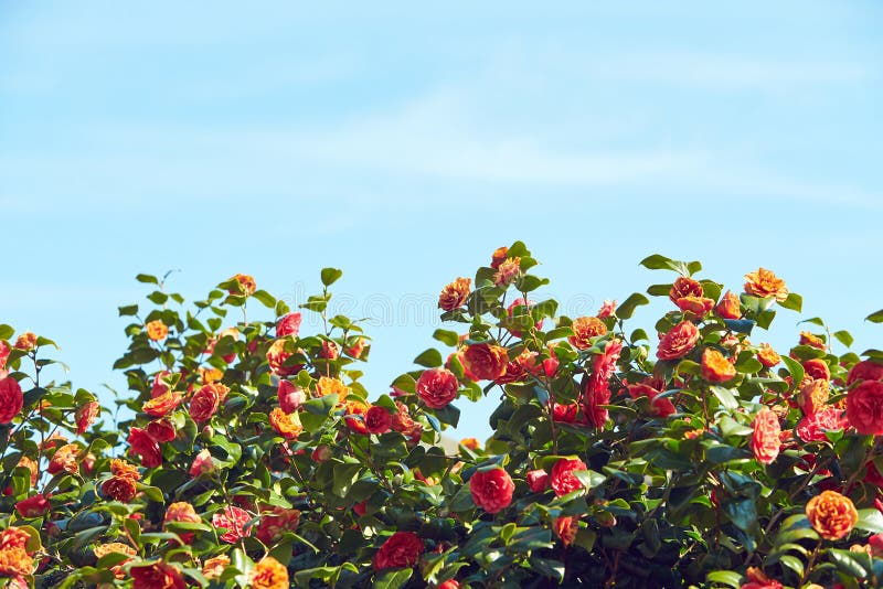 photo Japonica Bush Photos dreamstime com