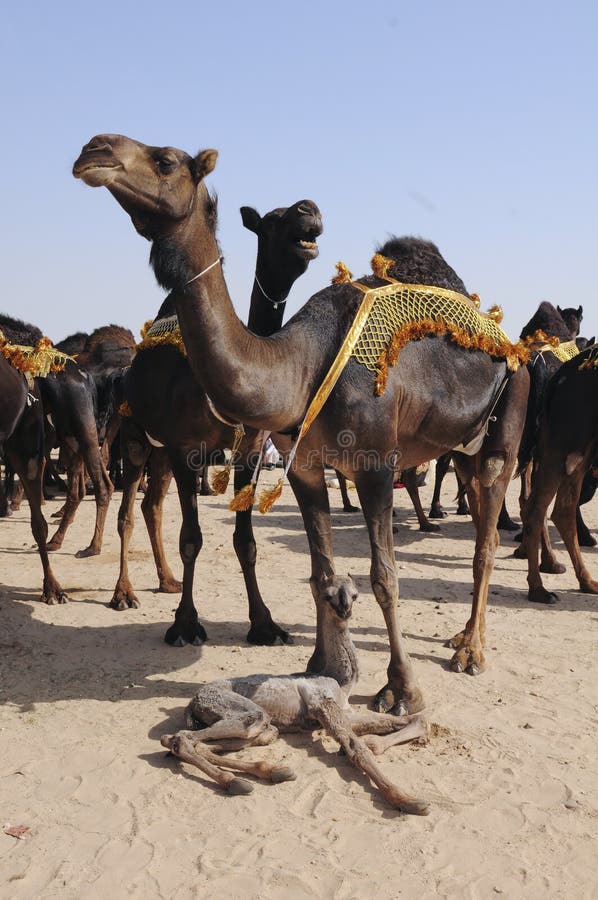 Red camels baby stock photo. Image of oriental, kuwait - 29278876 Red camels baby stock photo. Image of oriental, kuwait - 29278876