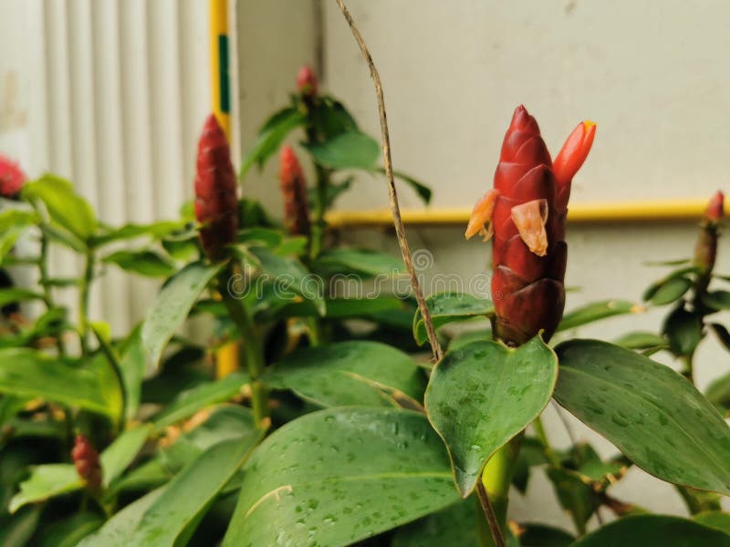 The Red Candle Flower in the Garden Stock Image Image of garden, flower 159766153