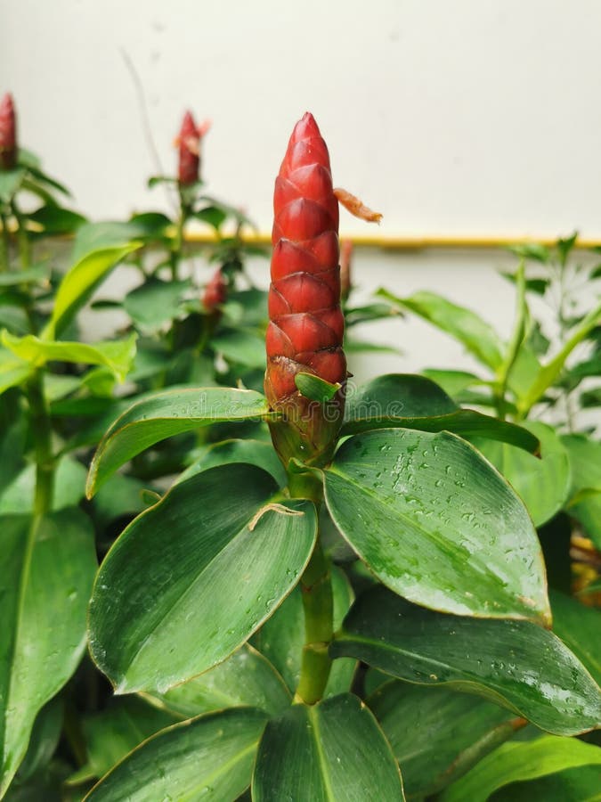 The Red Candle Flower in the Garden Stock Photo Image of blooming