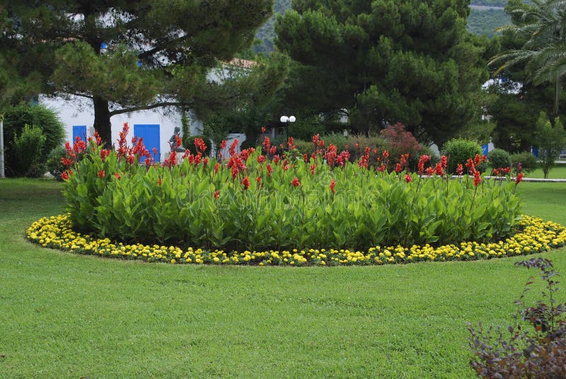 Red Canna Coccinea Flower Blooming Stock Image - Image of bouquet ...