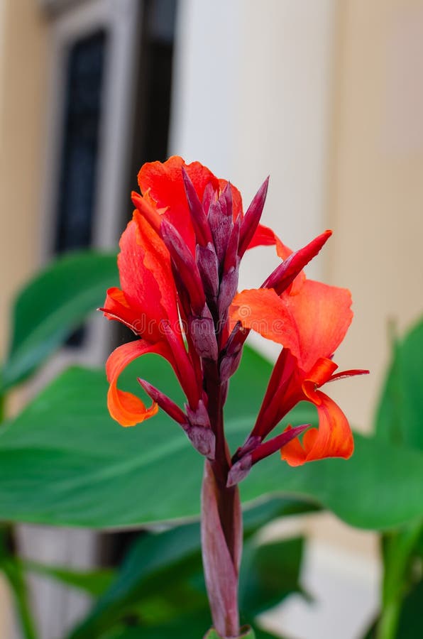 Red Canna Lily (Canna Sp.) Flower Stock Image - Image of plant ...