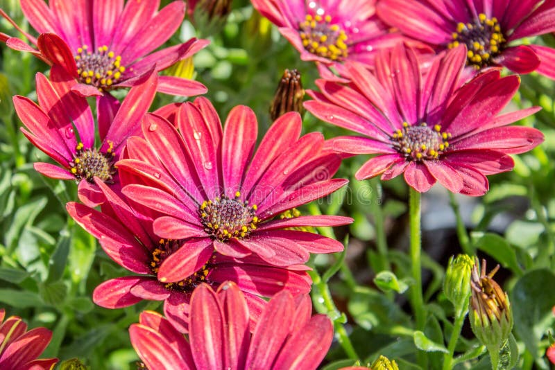 Red Cape daisy stock photo