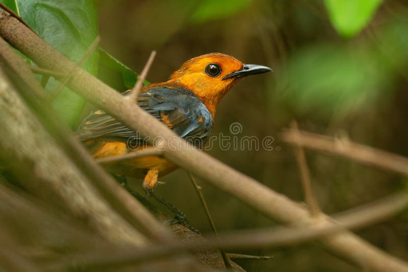 Red-capped Robin-chat or Natal robin - Cossypha natalensis bird in the family Muscicapidae, found in Africa, african orange