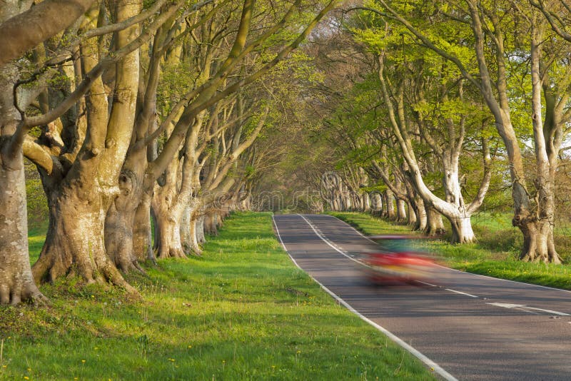 Red Car in the Avenue of Trees