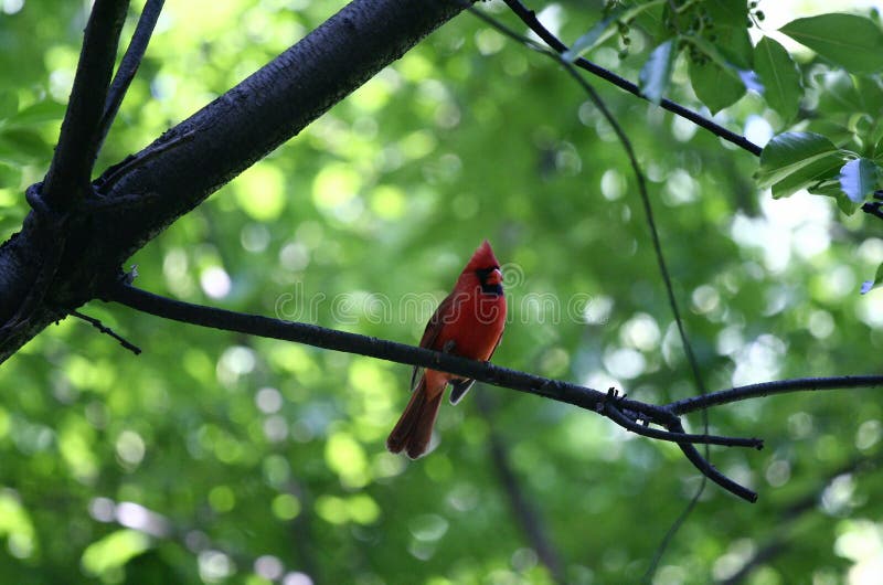 cardinal red cardinal red