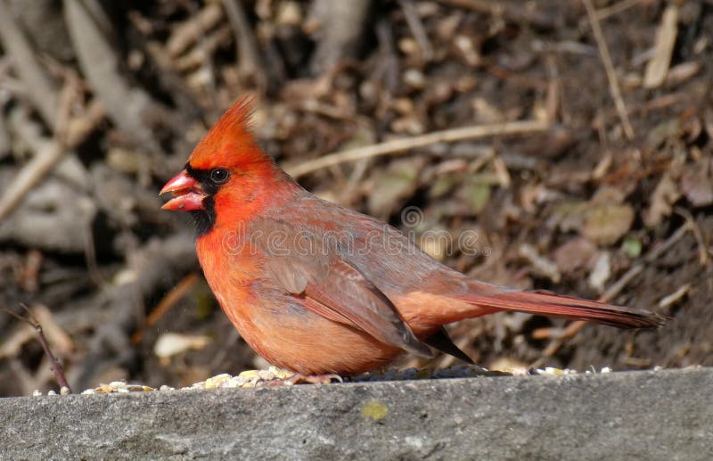 Red cardinal bird stock photo. Image of cardinal, branch 171453100