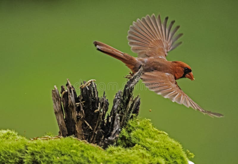 Red Cardinal flying with his wings spread out.