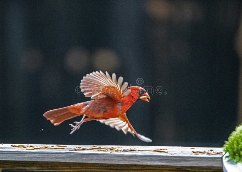 Red Cardinal grabs a meal worm and flies off.