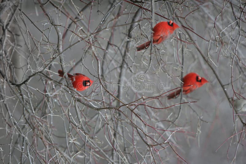 Tres vistoso cardenal observación de aves en sin hojas un árbol afuera.