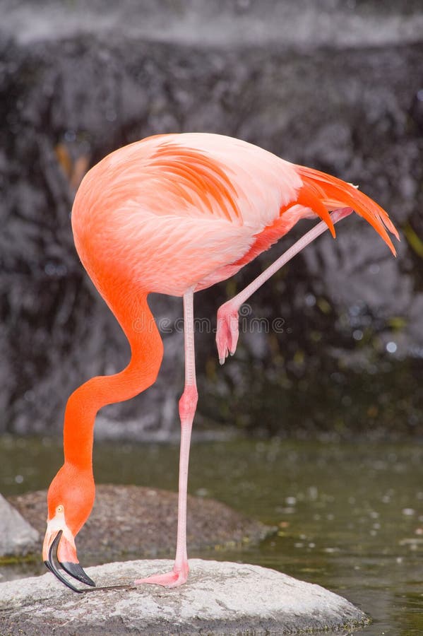 Red Caribbean Flamingo