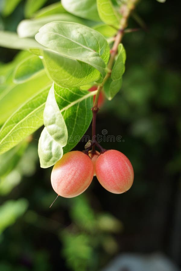 Red carissa carandas fruit stock photo. Image of carissa - 109300292