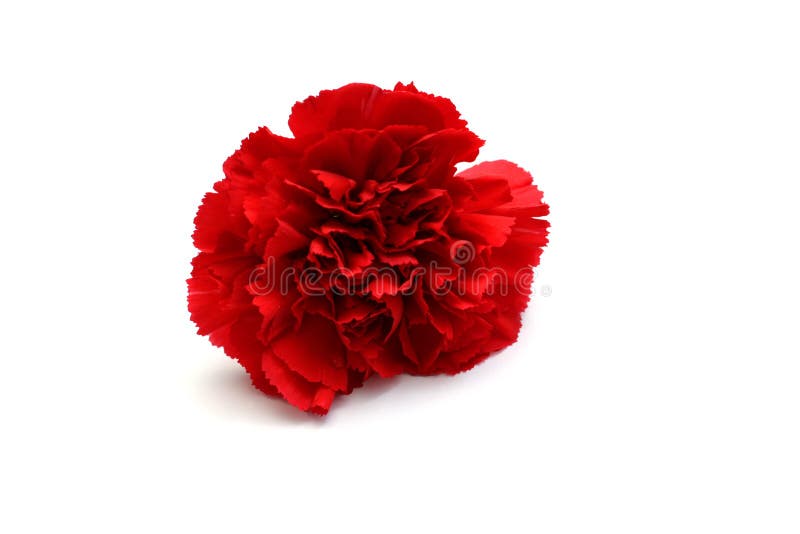 Red carnation flower on a white background