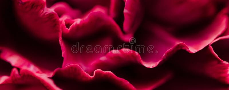 Red carnation flower in bloom, abstract floral blossom art background, flowers in spring nature for perfume scent, wedding, luxury