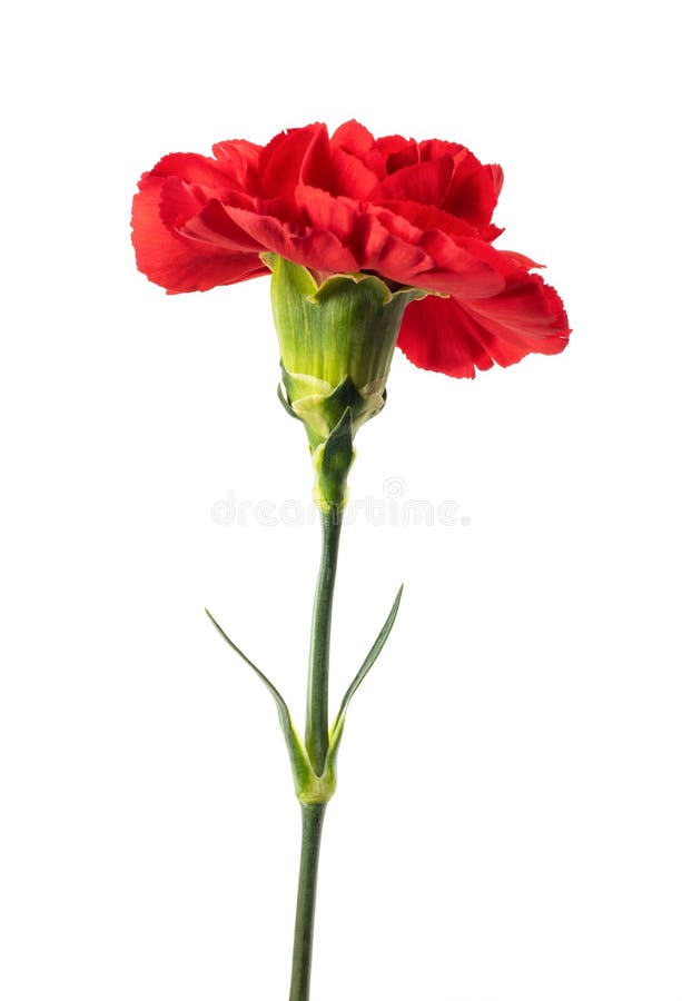 Red carnation stock image. Image of pink, petal, valentine - 136619181
