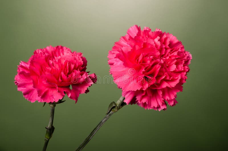 Red Carnation Flowers in Full Bloom Stock Image Image of plants