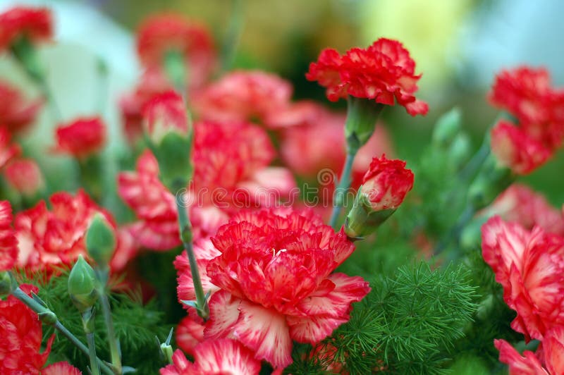 Red carnations stock photo. Image of flower, elegance 3355960