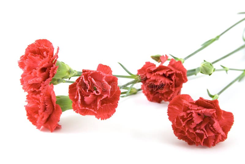 Red carnations bouquet stock image. Image of passion, five 4797543