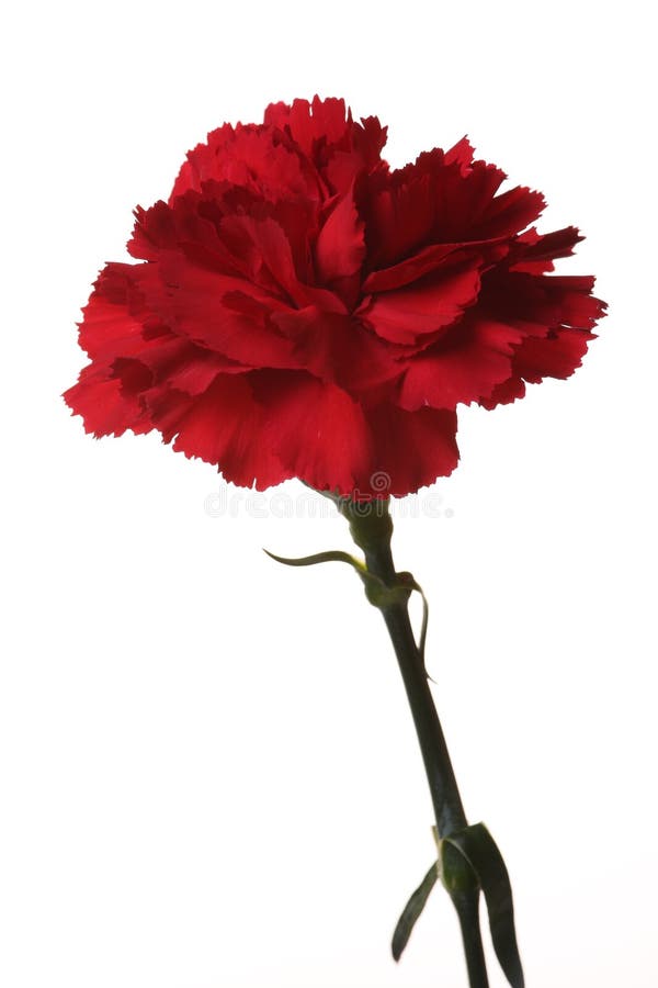 Red Carnations Are The Flowers Of Victory. Picture Image 8286828