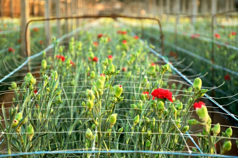 Red Carnations Growing on a Plantation Closeup Stock Photo Image of lush, highland 35127270