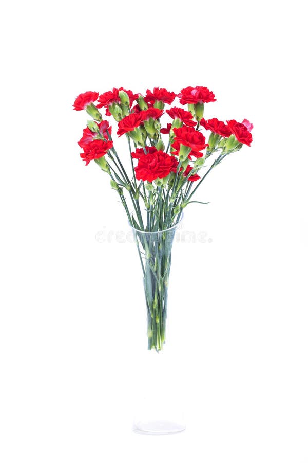 Red and White Carnations in a Vase Stock Image Image of still, ribbon