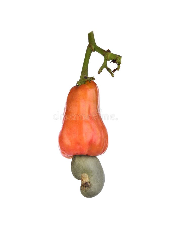 Red Cashew Fruit Isolated on White Background Stock Photo Image of