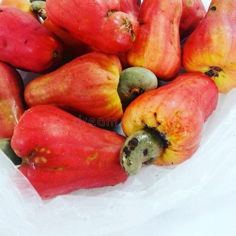 Red Cashew Fruit in the White Plate Stock Photo Image of plate