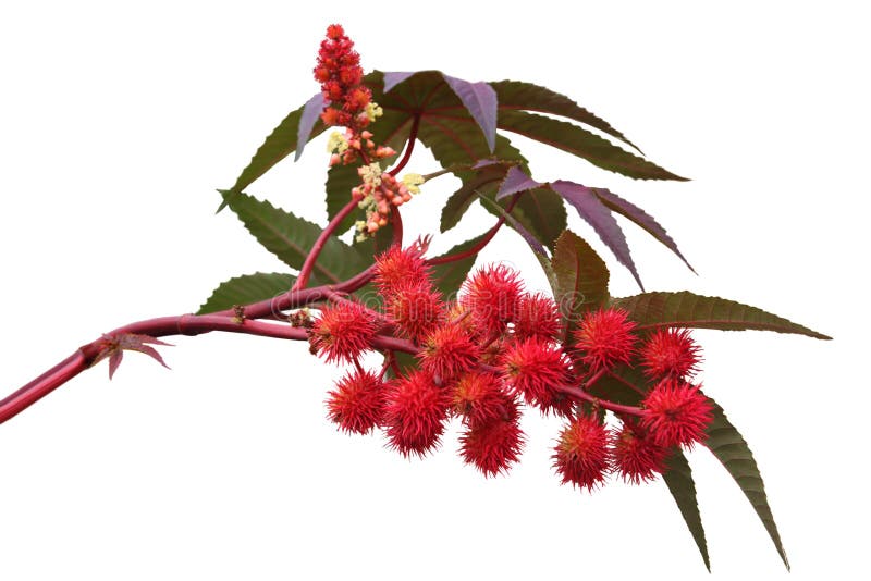 Red castor oil plant isolated on white background