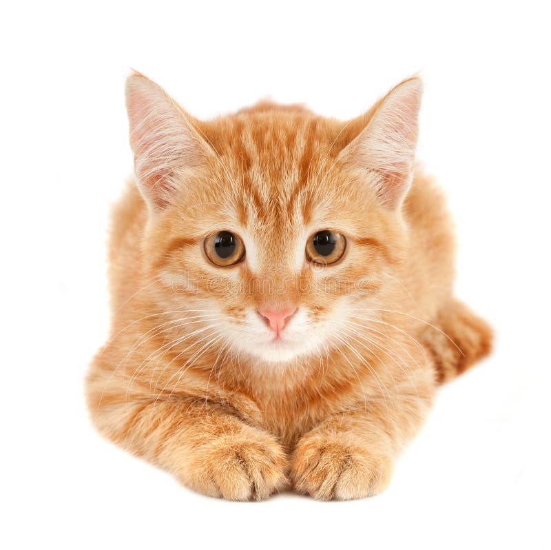 Portrait eines kleinen niedlichen roten Katze isoliert auf weißem hintergrund studio.