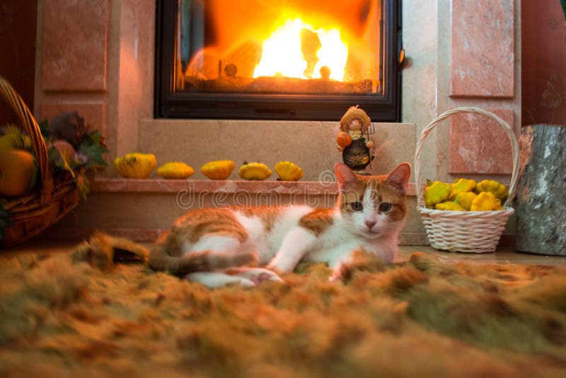 Red Cat is Basking by the Fireplace in the Cozy Room. Stock Image