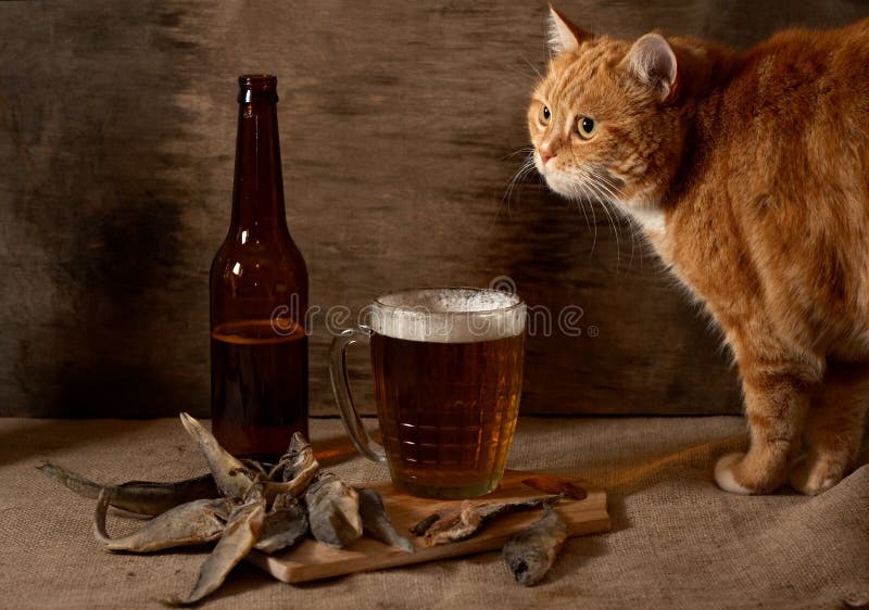 The red Cat , beer and fish