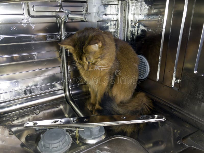 Cat Dishwasher Stock Photos Free & RoyaltyFree Stock Photos from Dreamstime