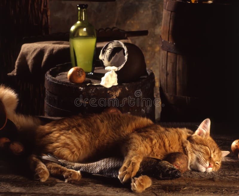 Red cat, dried fish and sour cream royalty free stock image