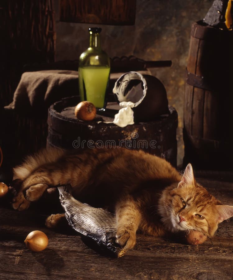 Red cat, dried fish and sour cream stock photo