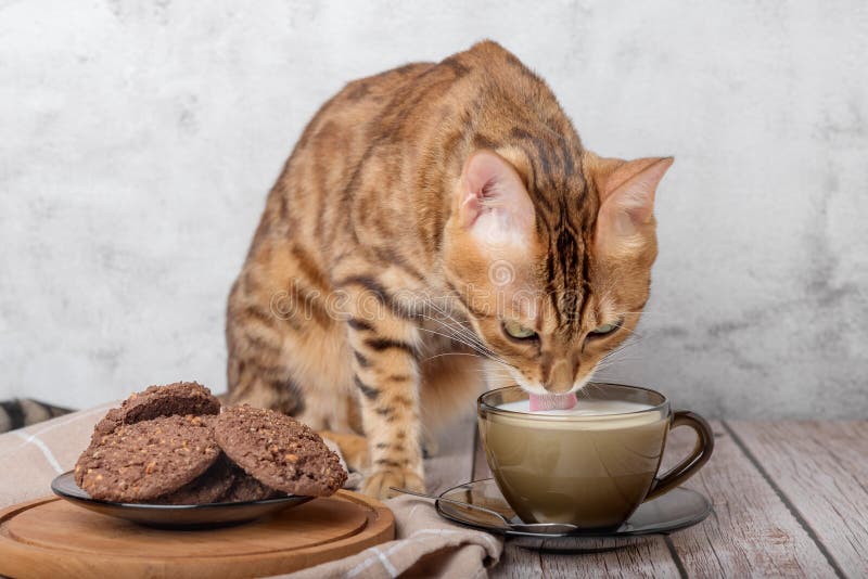 Red cat drinks milk from a mug royalty free stock photo