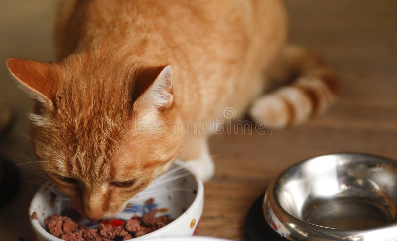 Red cat eating