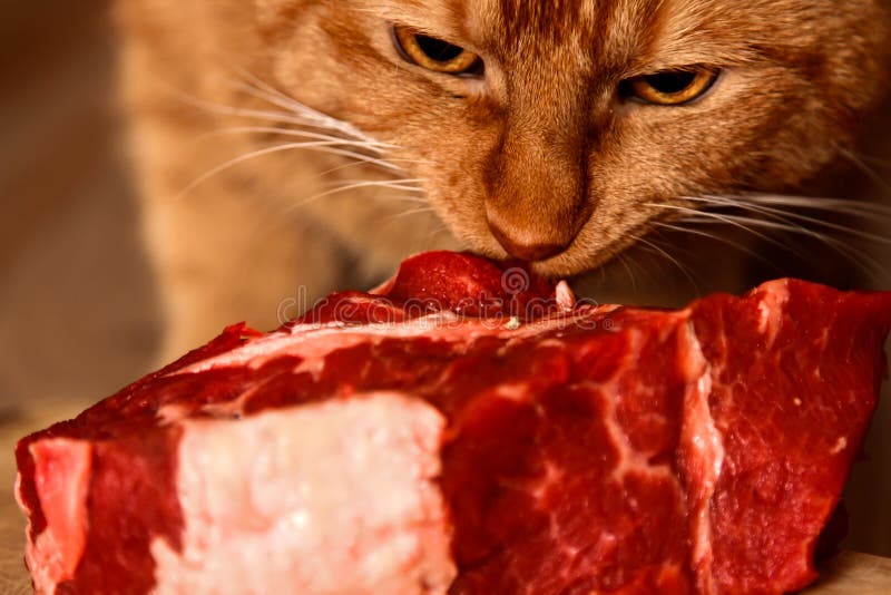 Red Cat is Eating a Big Piece of Raw Beef Stock Photo Image of
